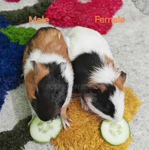 Guinea Pigs for Sale