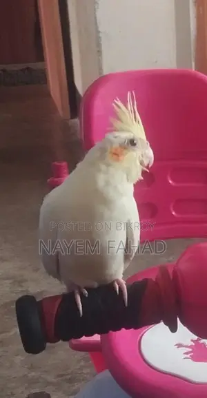 টেম করা কোকাটেল বেবি