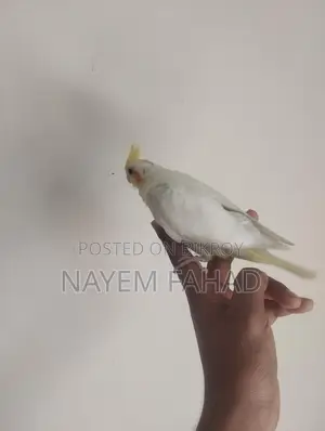 টেম করা কোকাটেল বেবি