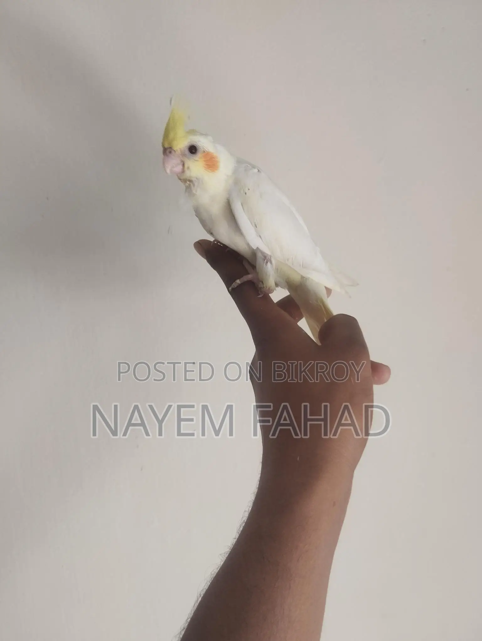টেম করা কোকাটেল বেবি