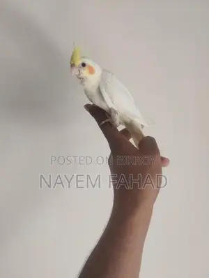 টেম করা কোকাটেল বেবি