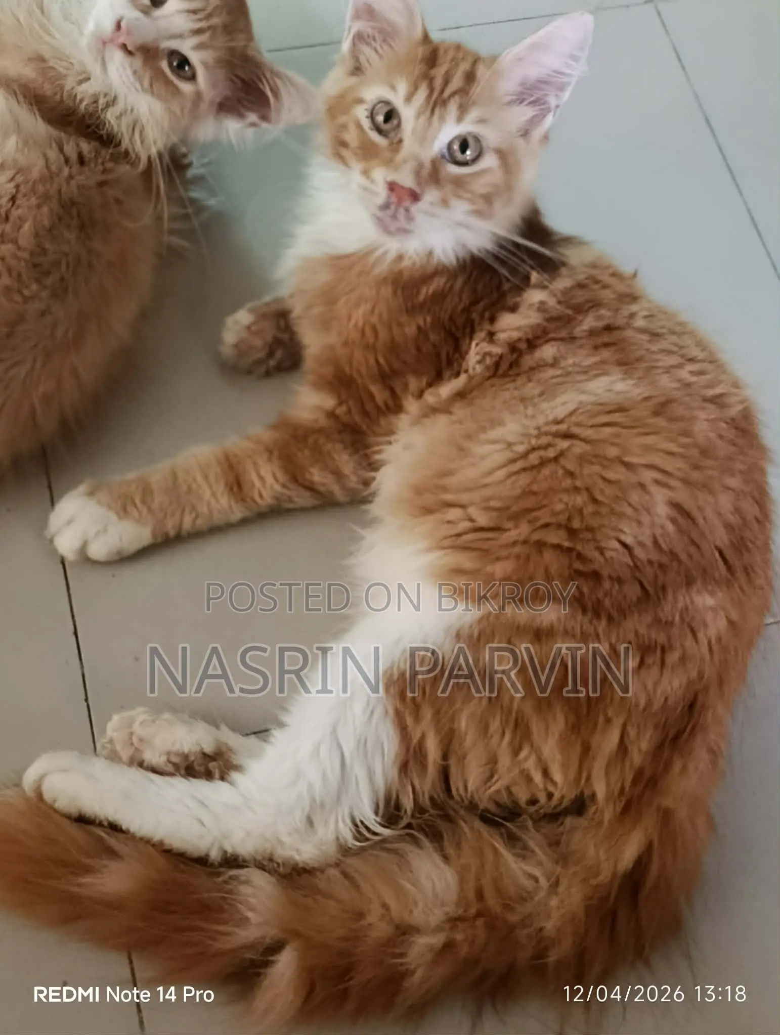 ২টি পিওর ব্রিড মেইন কুন পুরুষ বিড়ালছানা