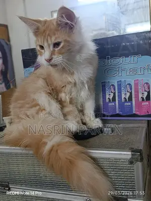 ২টি পিওর ব্রিড মেইন কুন পুরুষ বিড়ালছানা