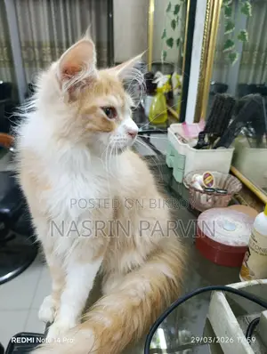 ২টি পিওর ব্রিড মেইন কুন পুরুষ বিড়ালছানা