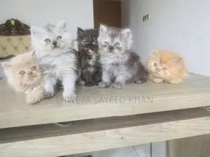 Persian Cat