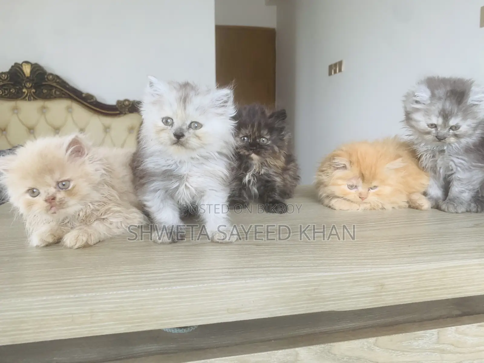 Persian Cat
