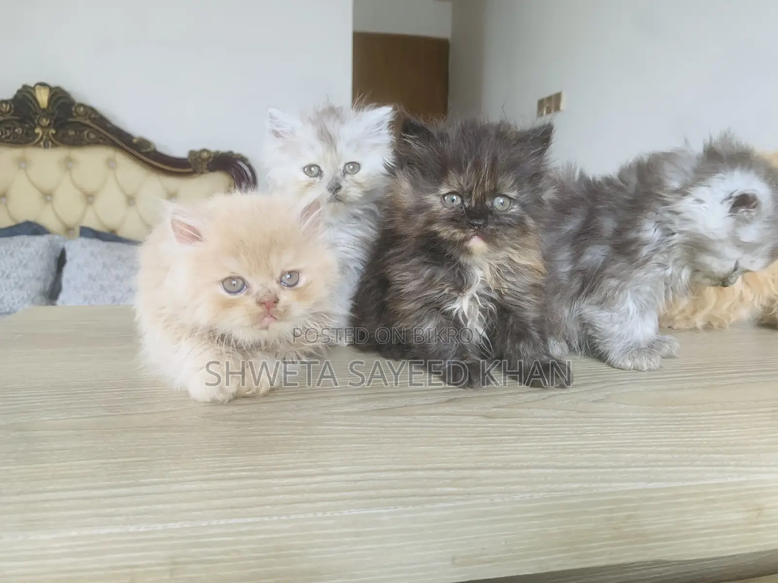 Persian Cat
