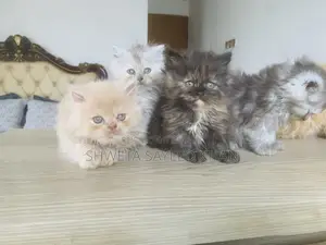Persian Cat