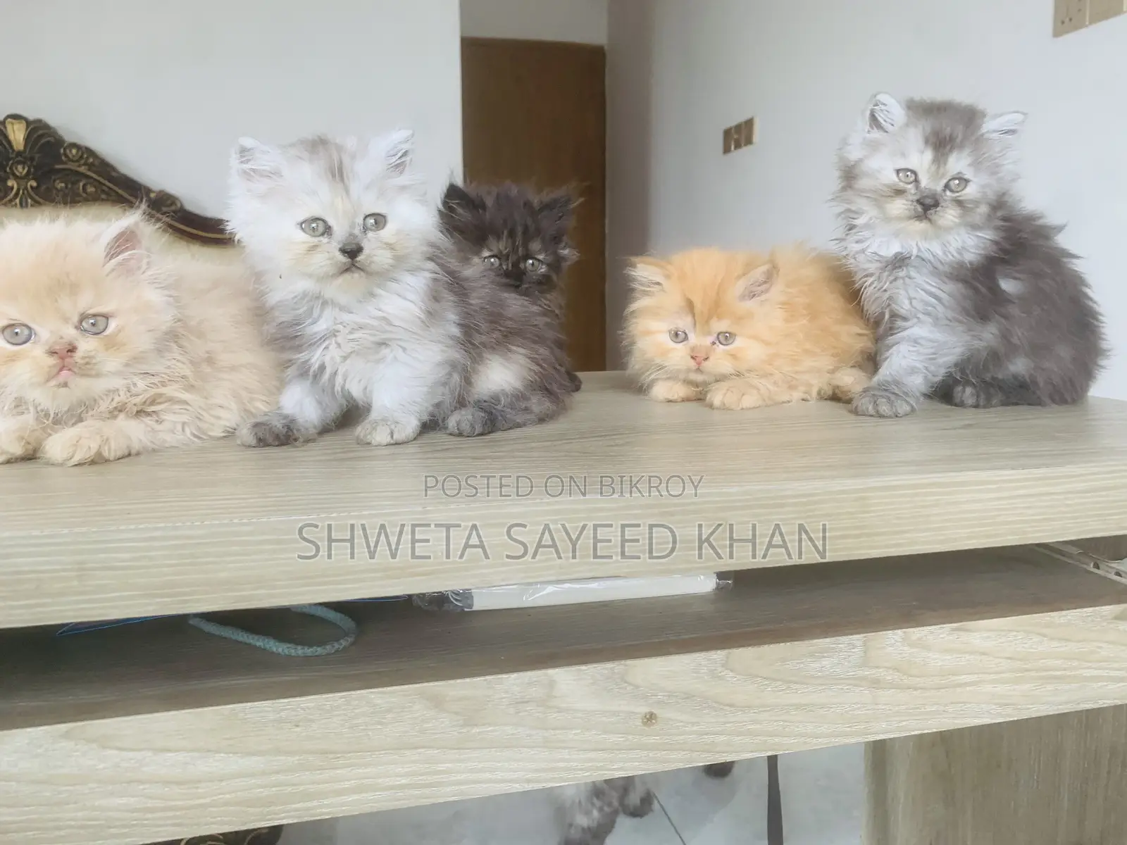 Persian Cat