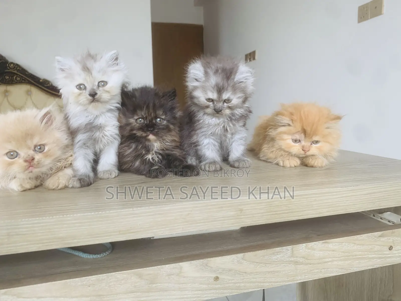Persian Cat