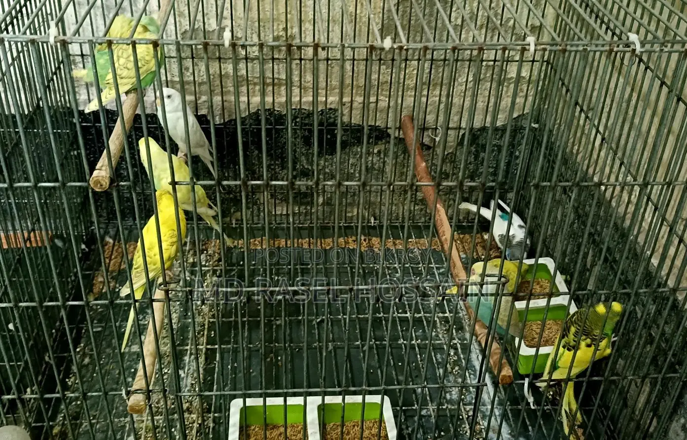 বাজরিগার পাখি
