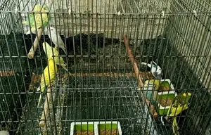 বাজরিগার পাখি