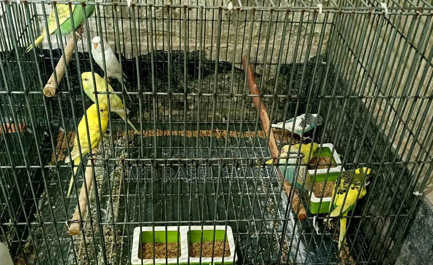 বাজরিগার পাখি