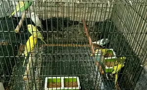 বাজরিগার পাখি