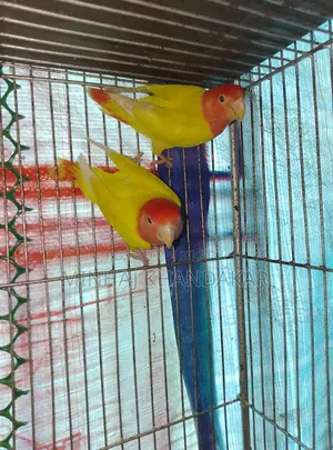 Love Birds