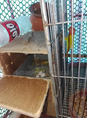 Love Birds