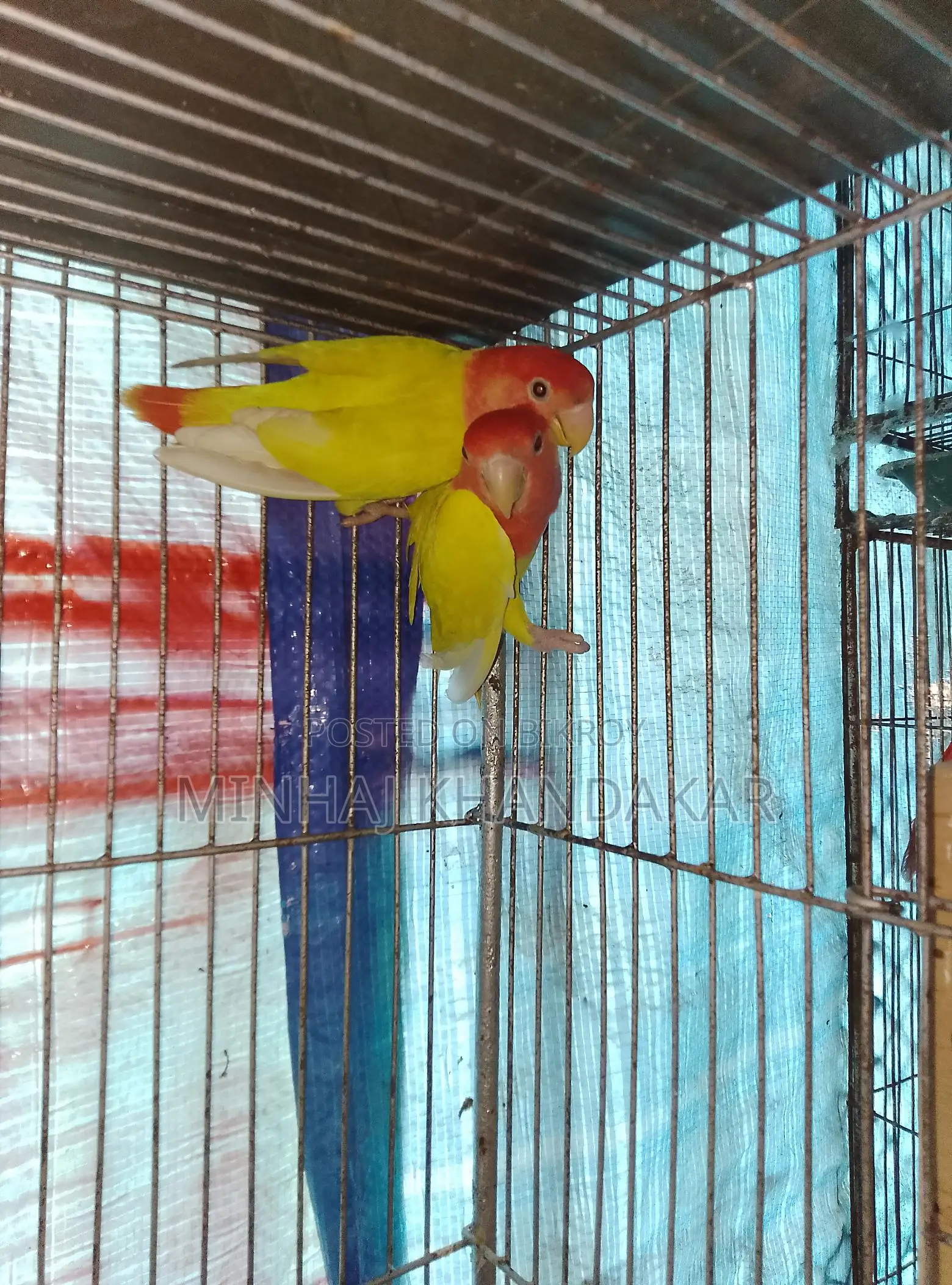 Love Birds