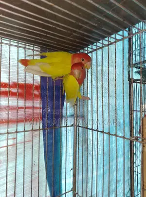 Love Birds