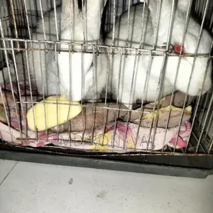 খরগোশ বিক্রি