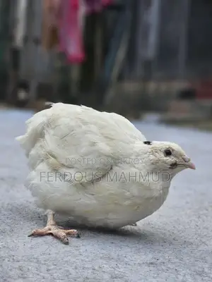 European Giant Coturnix