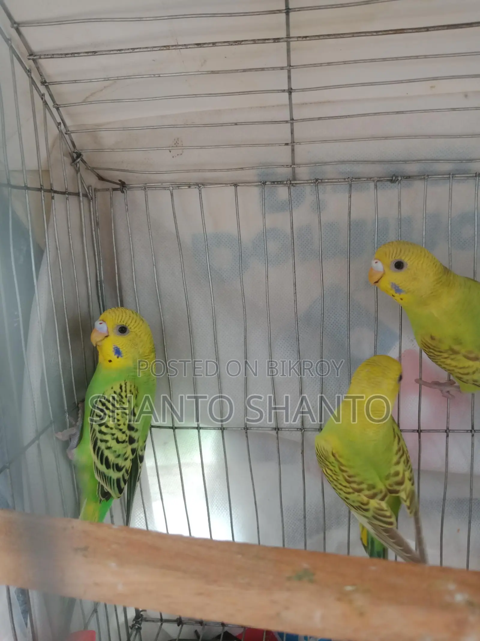 Three beautiful Budgie birds for sale.