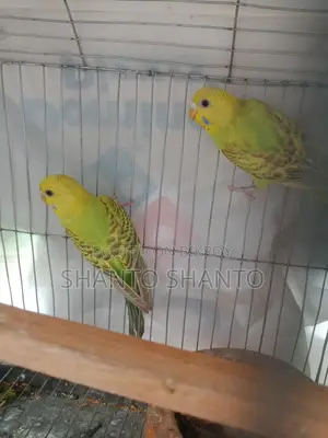 Three beautiful Budgie birds for sale.
