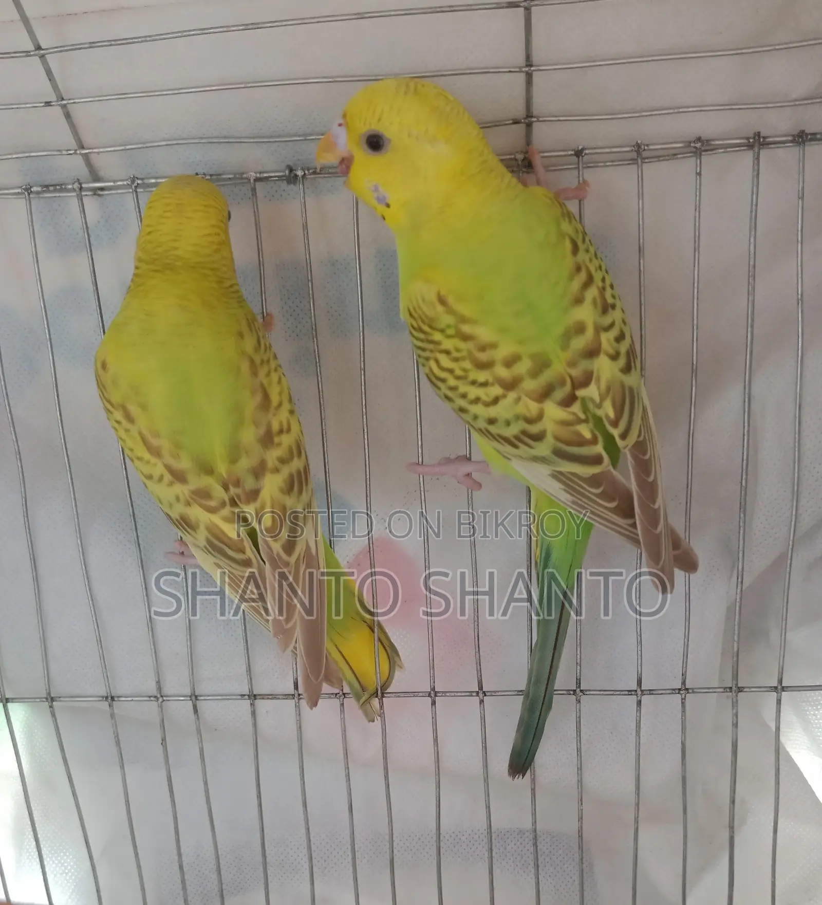 Three beautiful Budgie birds for sale.