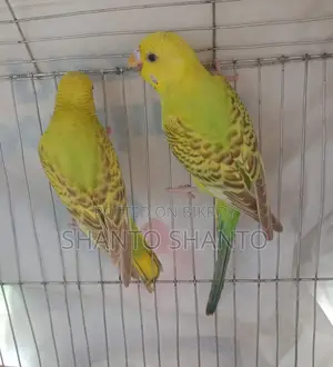 Three beautiful Budgie birds for sale.