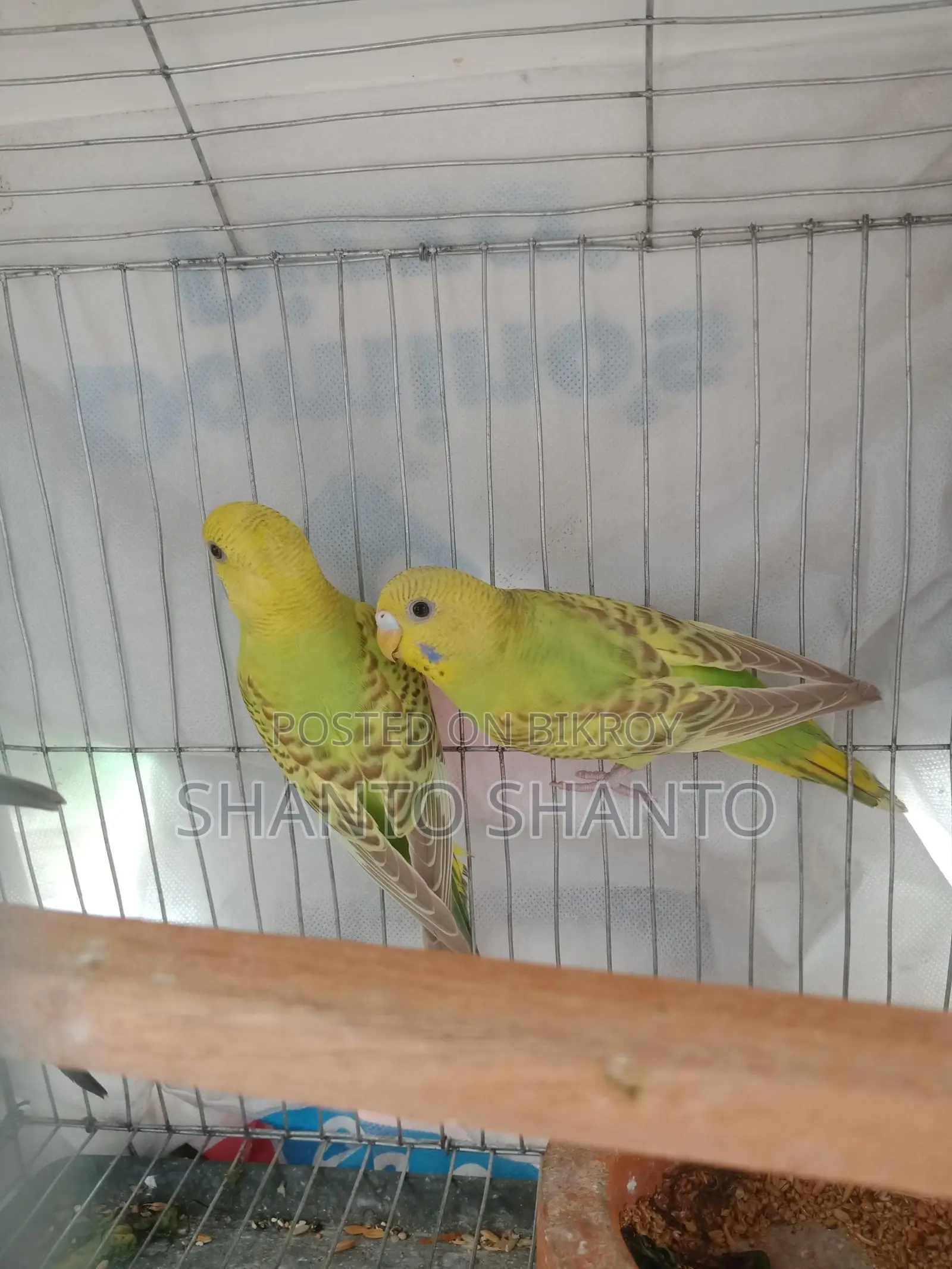 Three beautiful Budgie birds for sale.