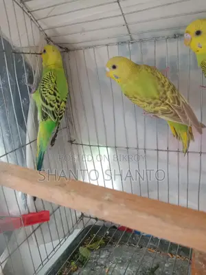 Three beautiful Budgie birds for sale.