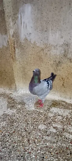 শো কিং মাদি