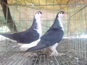 শো কিং মাদি