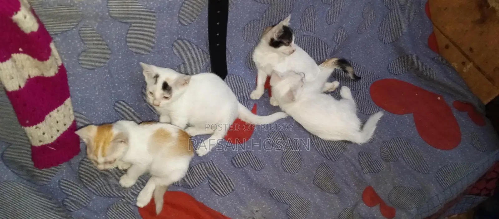 বিড়াল দত্তক