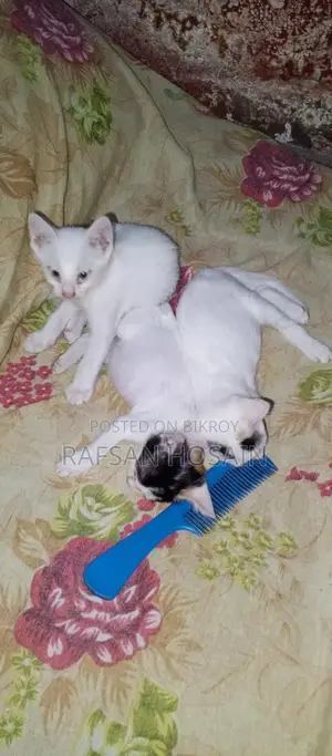 বিড়াল দত্তক