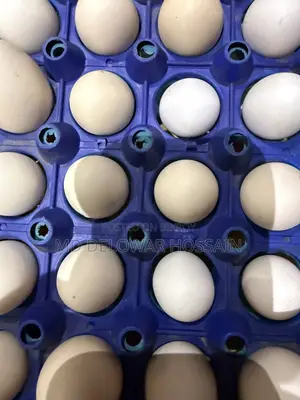 Original Fumi Chicken Hatching Eggs