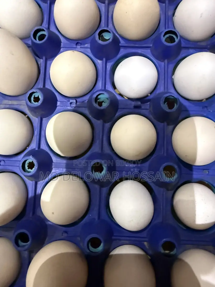 Original Fumi Chicken Hatching Eggs