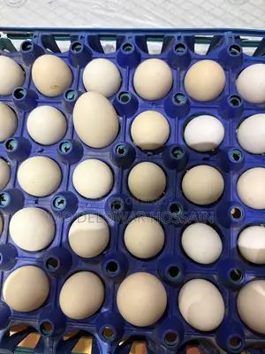 Original Fumi Chicken Hatching Eggs