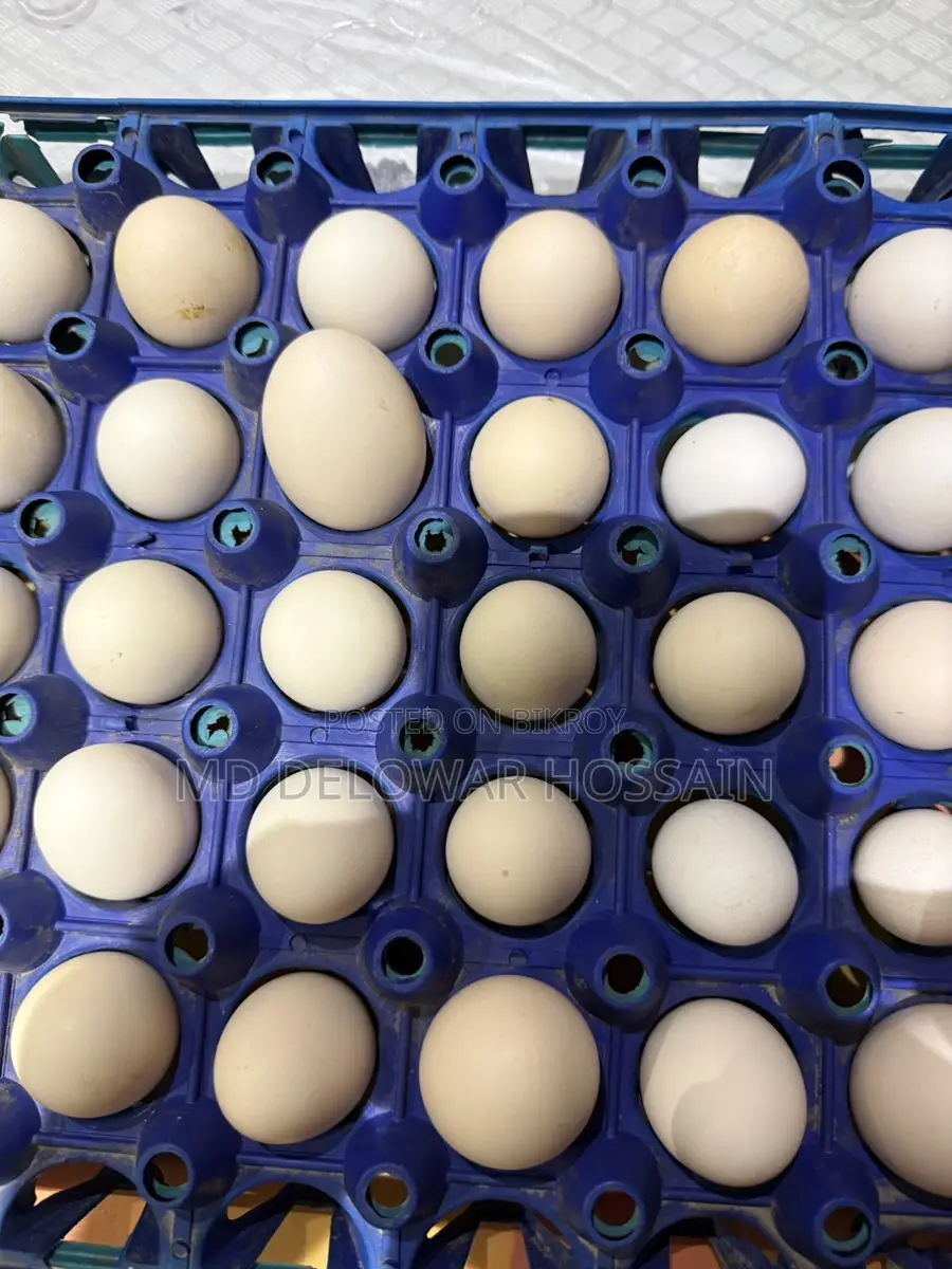 Original Fumi Chicken Hatching Eggs