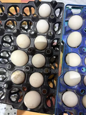 Original Fumi Chicken Hatching Eggs