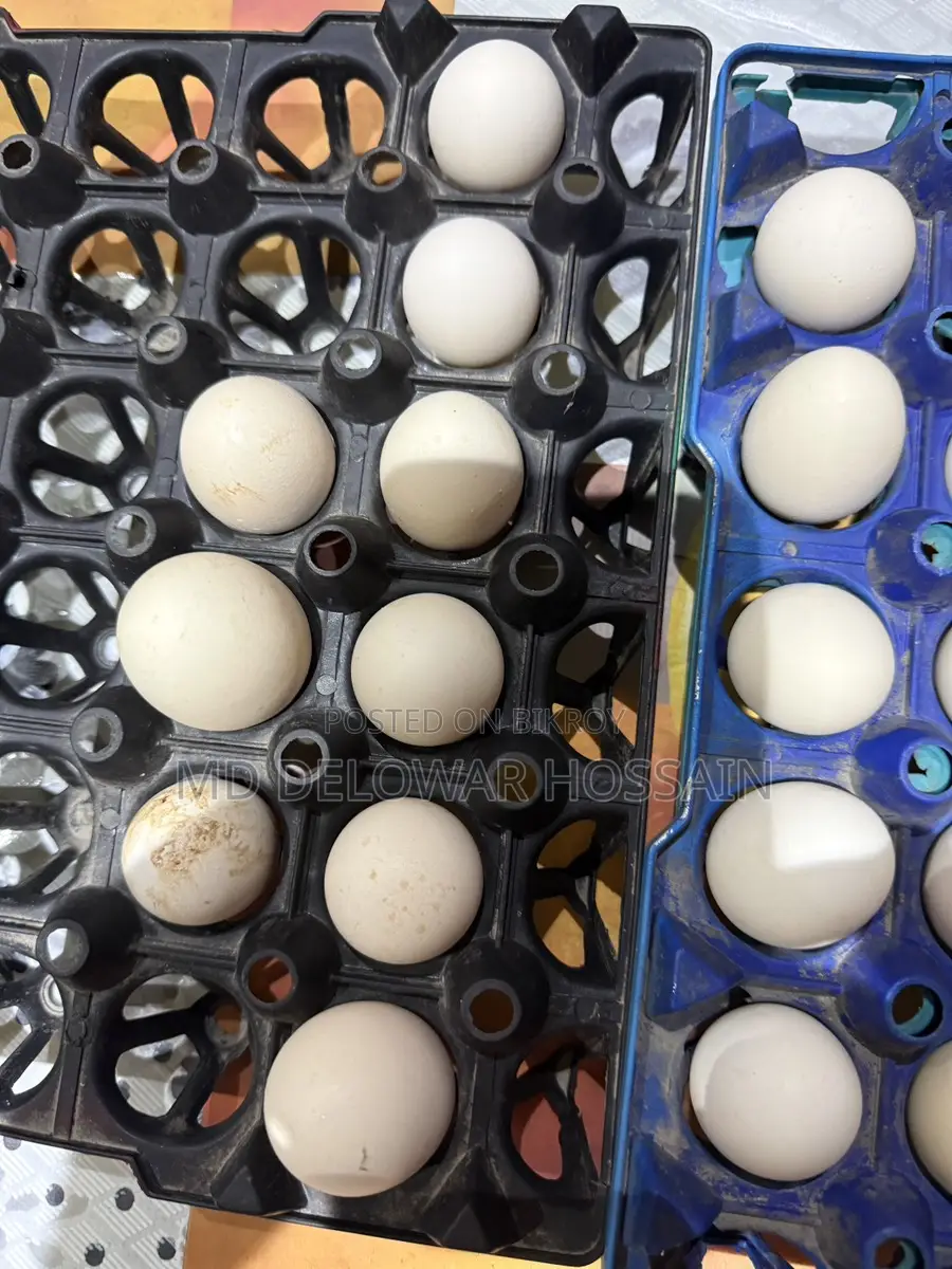 Original Fumi Chicken Hatching Eggs