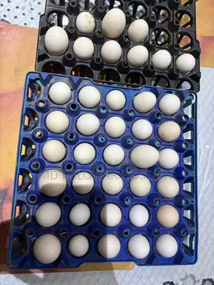 Original Fumi Chicken Hatching Eggs