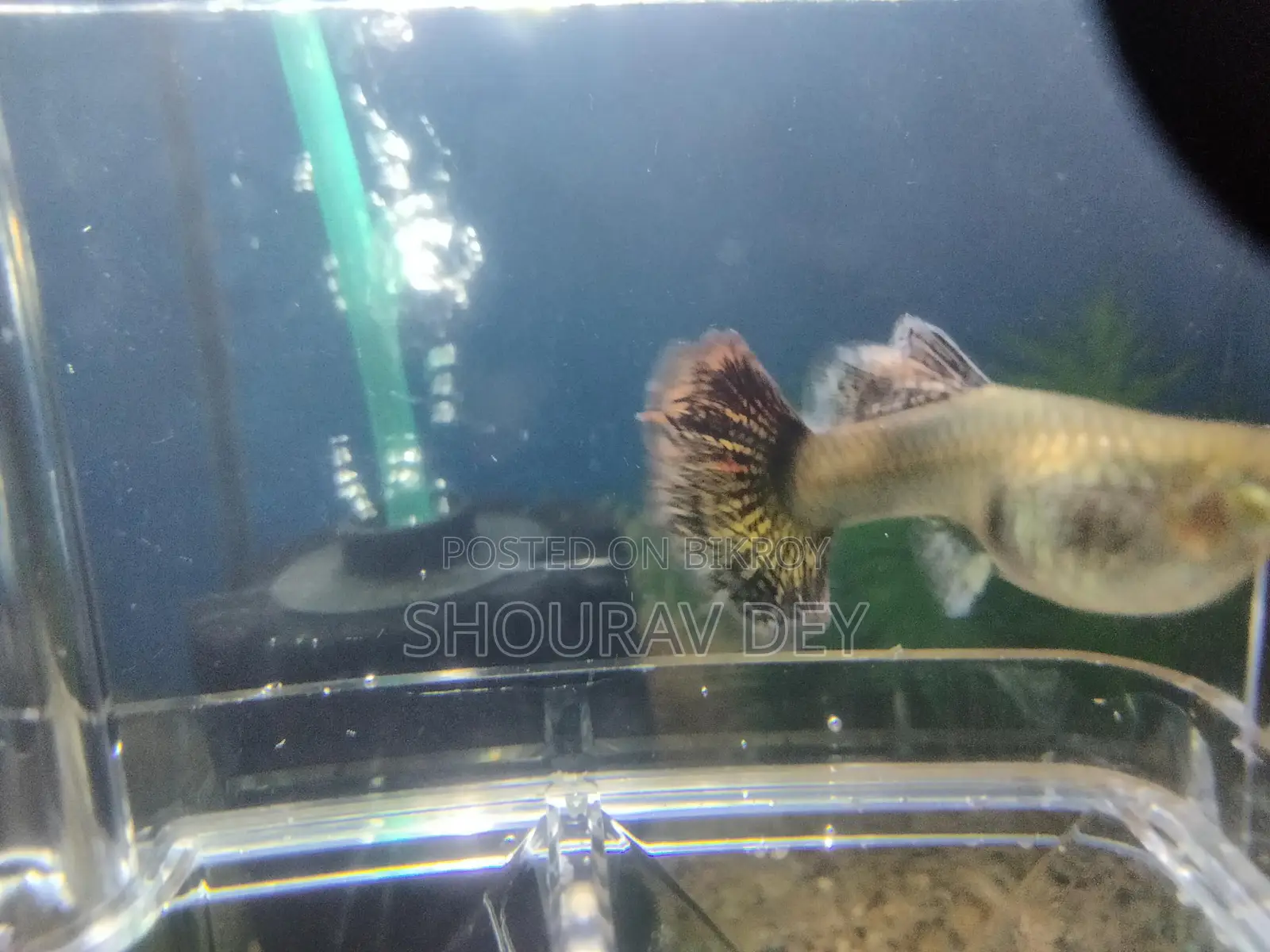 High-Quality Red Dragon Baby Fish