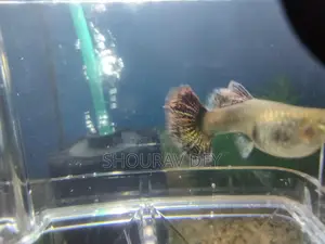 High-Quality Red Dragon Baby Fish