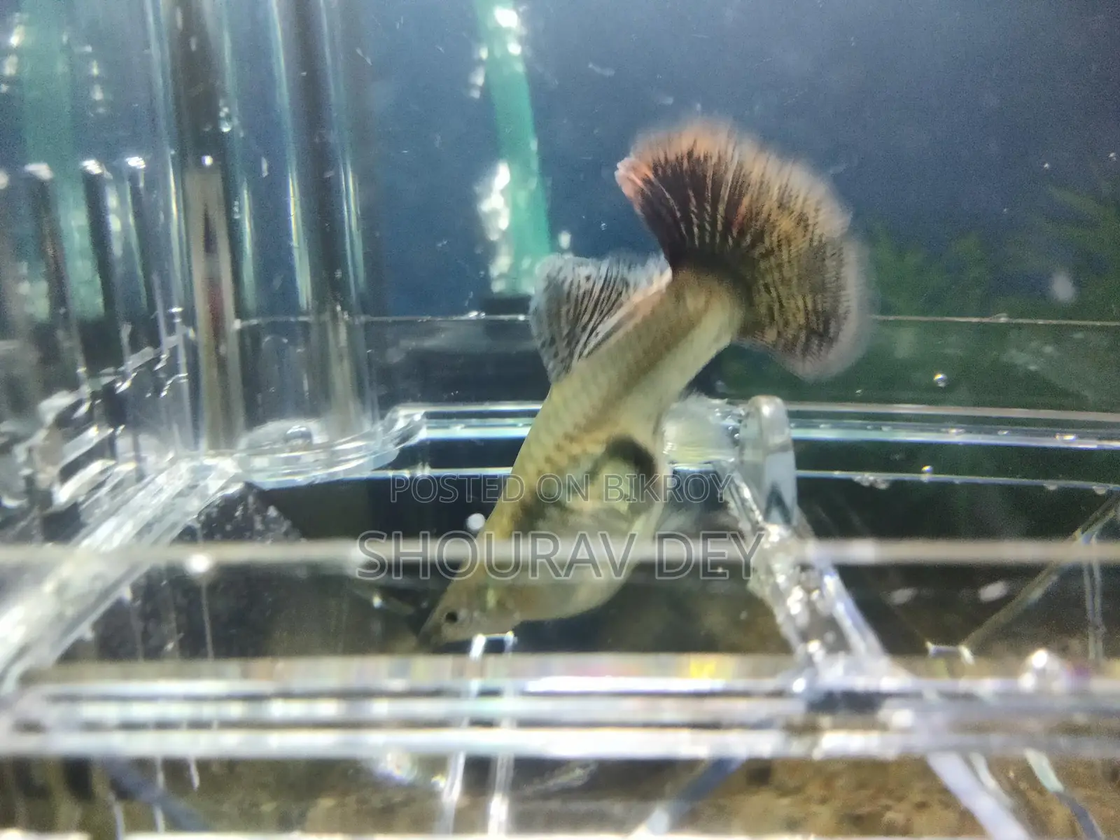 High-Quality Red Dragon Baby Fish