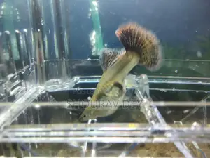 High-Quality Red Dragon Baby Fish