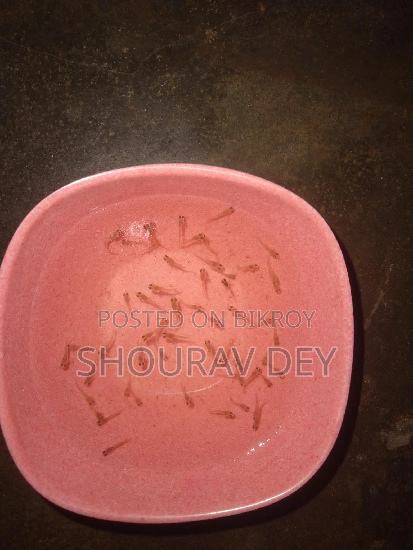 High-Quality Red Dragon Baby Fish