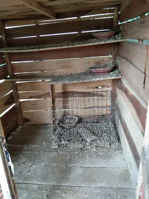 কবুতরের খোঁপ।