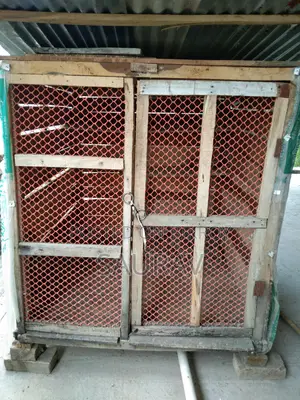 কবুতরের খোঁপ।