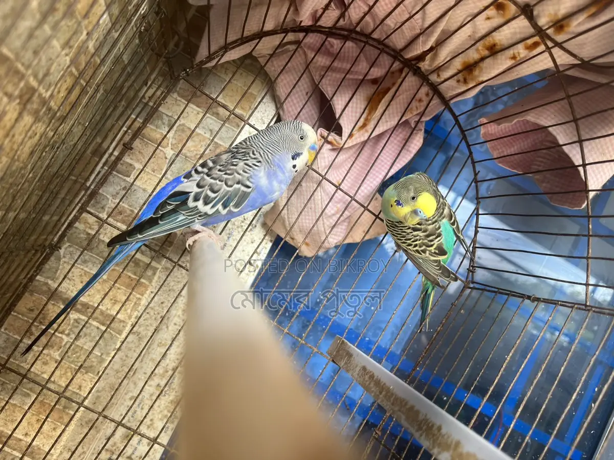 বাজরিকা মেল ২ টা