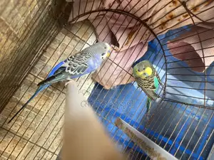 বাজরিকা মেল ২ টা